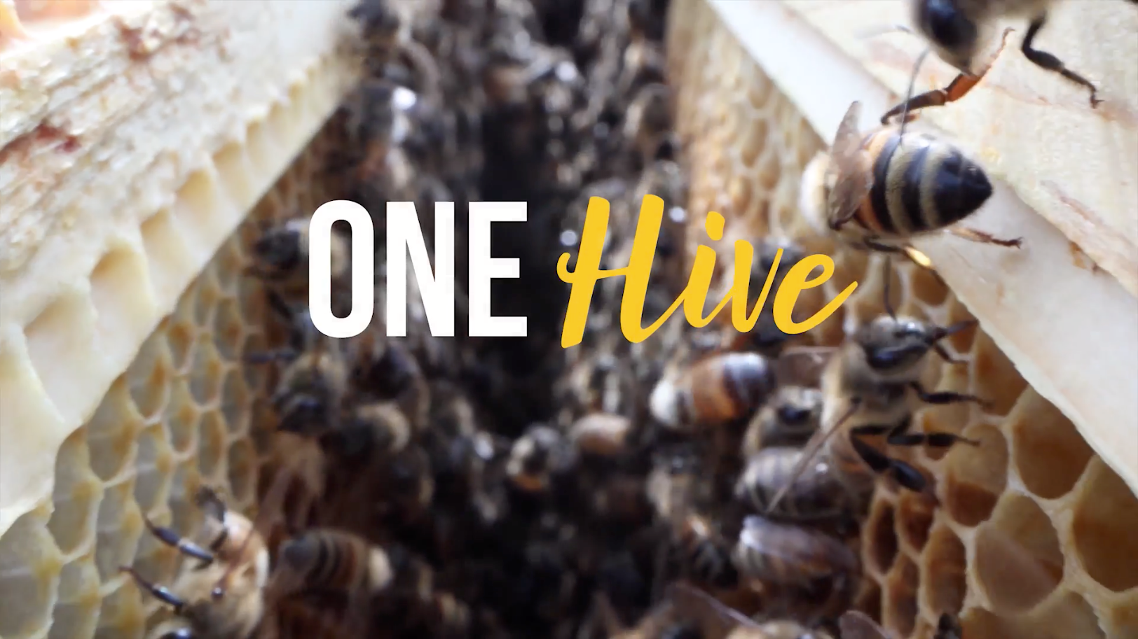 Load video: Bumbleberry Farms Bee Story
